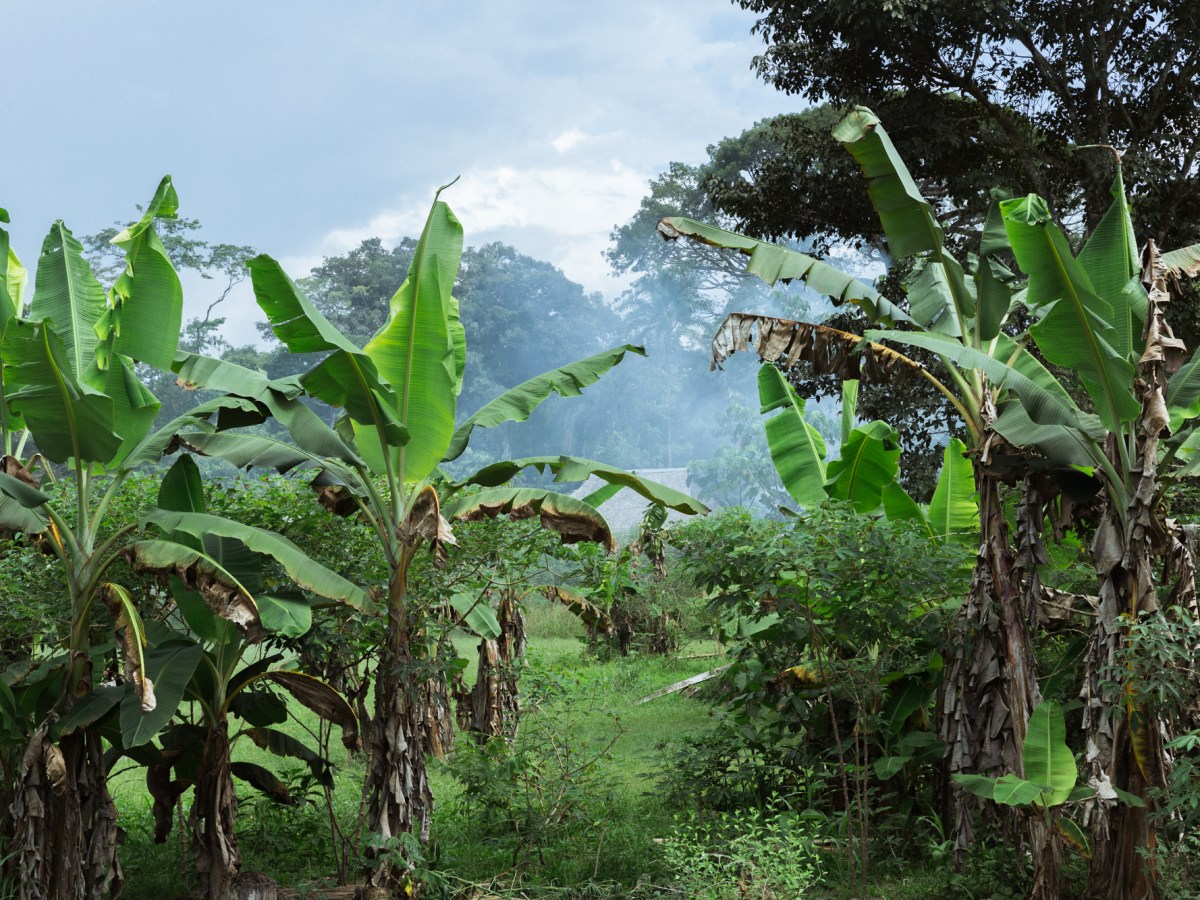 Últimos días entre ángeles y demonios en el paraíso&nbsp;verde